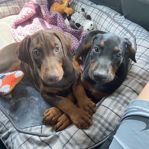 Meet your Posher, Jeremy